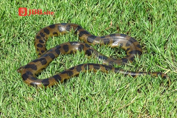 Chiêm bao thấy giết chết trăn Chiêm bao thấy giết chết trăn